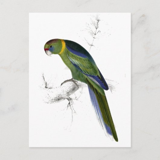 Barnard's Parrakeet van Edward Lear Briefkaart (Voorkant)