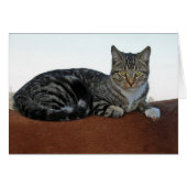 Barne Chat sur cheval (Devant horizontal)