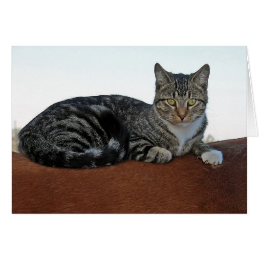 Barne Chat sur cheval (Devant horizontal)