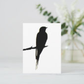 Barne Swallow carte postale mâle (Debout devant)