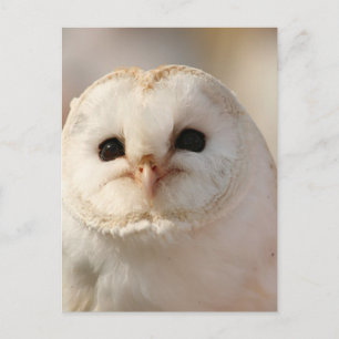 Barny de Schuur Uil Briefkaart