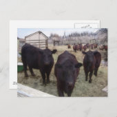 Barnyard Cattle Briefkaart (Voorkant / Achterkant)