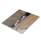 Barnyard Kittens Tegeltje (Zijkant)