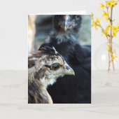 Barnyard Mixed Chicken Kaart (Gele Bloem)