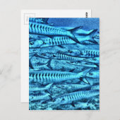 Barracuda Briefkaart (Voorkant / Achterkant)