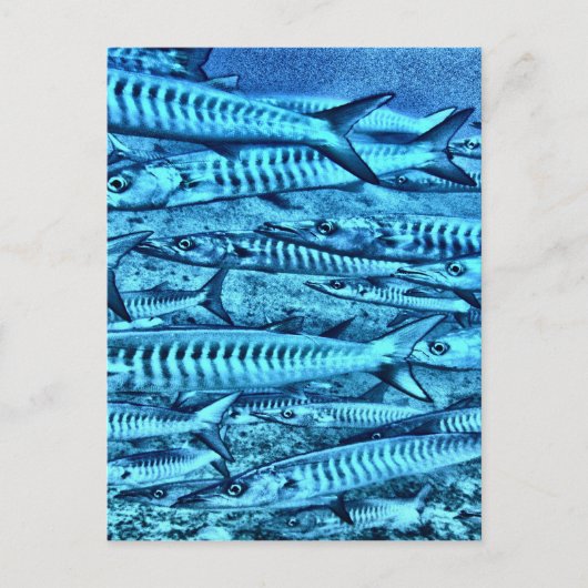 Barracuda Briefkaart (Voorkant)