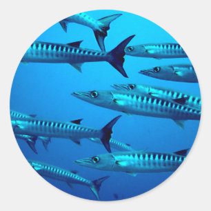 barracuda duikt diepzee oceaanaan water tropische ronde sticker
