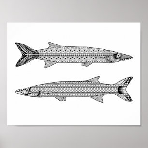 Barracuda Fish Adult Coloring Poster