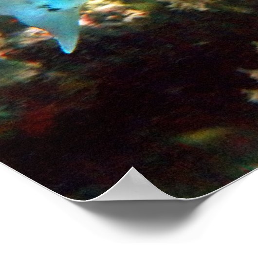 BARRACUDA POSTER (Coin)