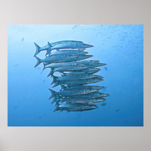Barracuda School Poster (Voorkant)