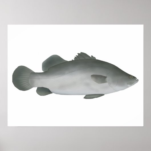 Barramundi Poster (Voorkant)