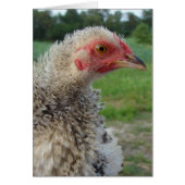 Barred Frizzle Chicken (Voorkant)
