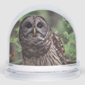 Barred Owl (Avant)