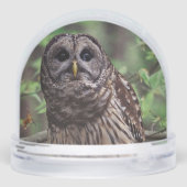 Barred Owl (Arrière)