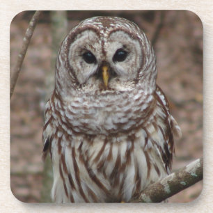 Barred Owl Bier Onderzetter