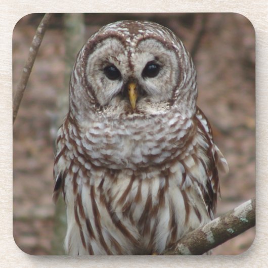 Barred Owl Bier Onderzetter (Voorkant)