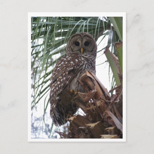 Barred Owl Briefkaart (Voorkant)