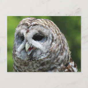 Barred Owl Briefkaart