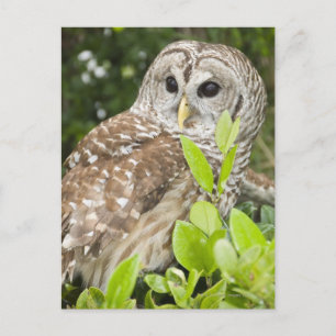 Barred Owl Briefkaart
