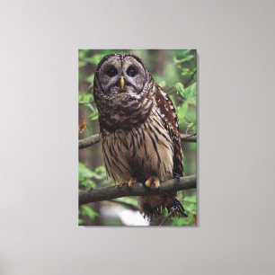 Barred Owl Canvas Afdruk