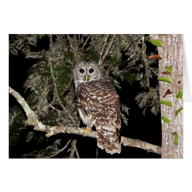 Barred Owl Card (Voorkant Horizontaal)