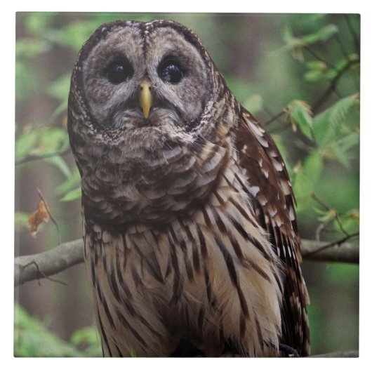 Barred Owl Ceramic Tile Tegeltje (Voorkant)