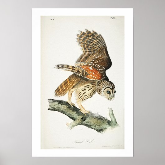 Barred Owl door Audubon Poster (Voorkant)