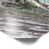 Barred Owl Fledgling in een boom Foto Afdruk (Hoek)