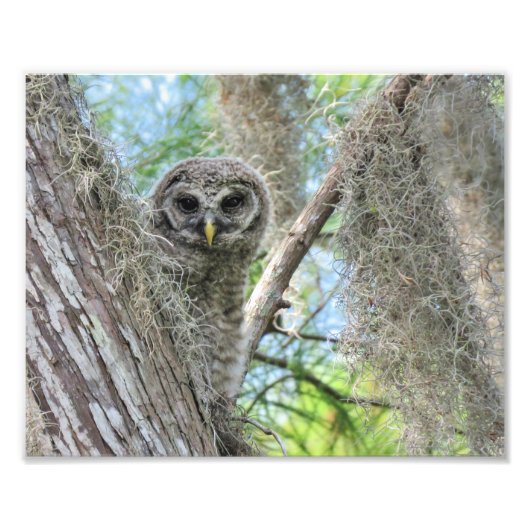 Barred Owl Fledgling in een boom Foto Afdruk (Voorkant)
