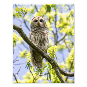 Barred Owl Foto Afdruk