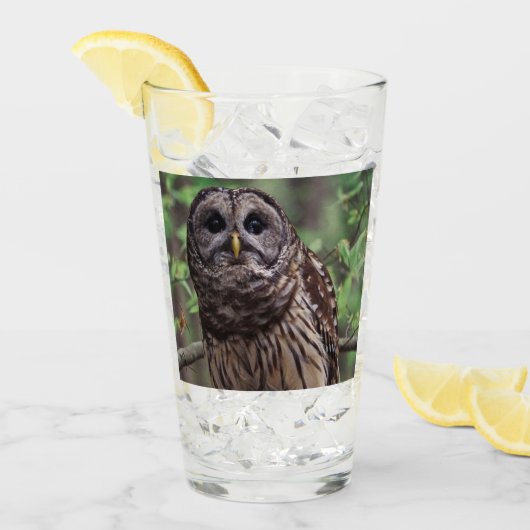 Barred Owl Glas (Voorkant ijs)