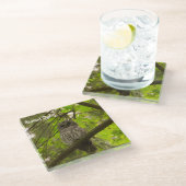 Barred Owl Glazen Onderzetter (Schuin)