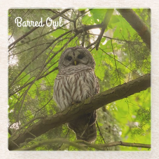 Barred Owl Glazen Onderzetter (Voorkant)