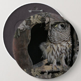 Barred Owl - Hier kijk je aan! Ronde Button 6,0 Cm
