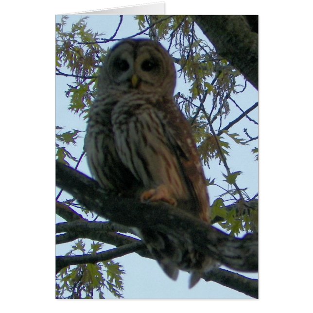Barred Owl (Hoot Owl) (Voorkant)
