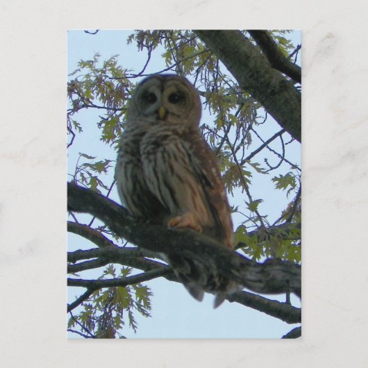 Barred Owl (Hoot Owl) Briefkaart (Voorkant)