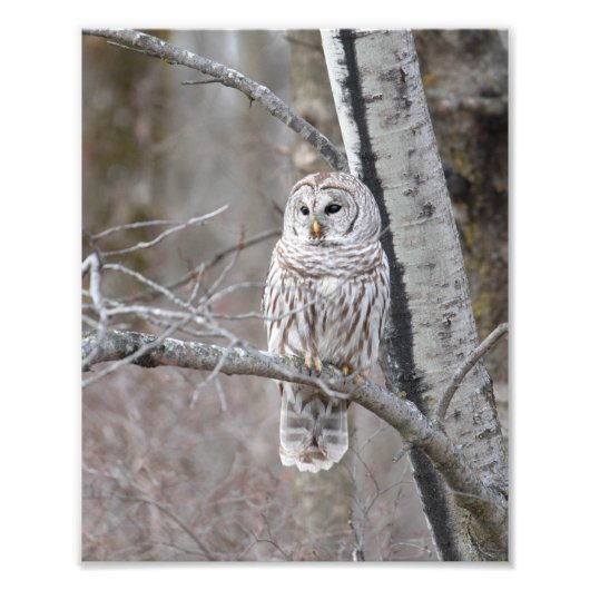 Barred Owl in a Birch Tree Photo Print Foto Afdruk (Voorkant)