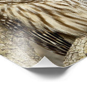 Barred Owl in boom Foto Afdruk (Hoek)