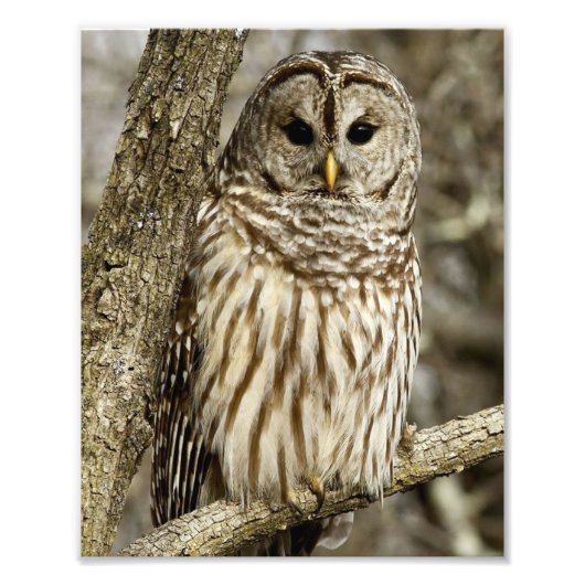 Barred Owl in boom Foto Afdruk (Voorkant)