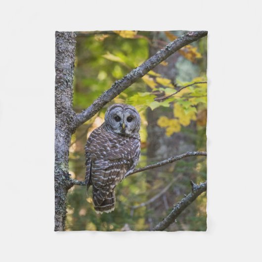 Barred Owl in Herfst | Alger County, MI Fleece Deken (Voorkant)