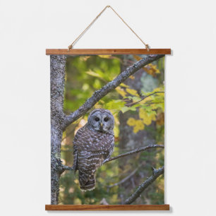 Barred Owl in Herfst Alger County, MI Hangend Wandkleed