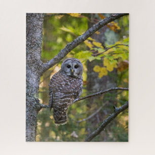 Barred Owl in Herfst   Alger County, MI Legpuzzel