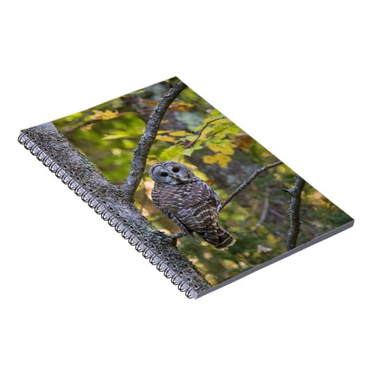 Barred Owl in Herfst | Alger County, MI Notitieboek (Rechterzijde)