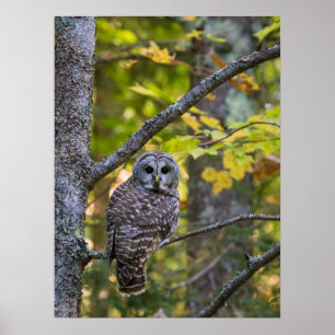 Barred Owl in Herfst   Alger County, MI Poster