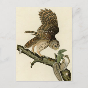 Barred Owl, John James Audubon's Birds of America Briefkaart