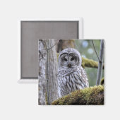 Barred Owl Lovers Magnet Magneet (Voorkant / Achterkant)