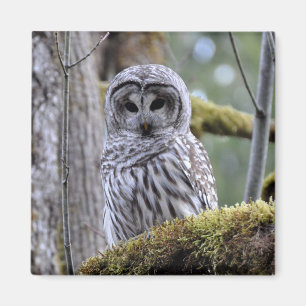 Barred Owl Lovers Magnet Magneet