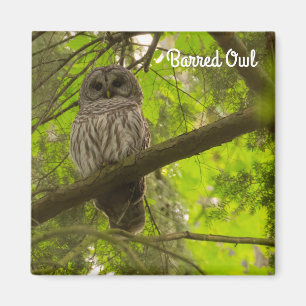 Barred Owl Magneet