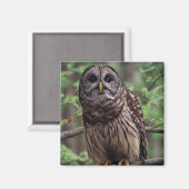 Barred Owl Magneet (Voorkant / Achterkant)