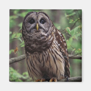 Barred Owl Magneet